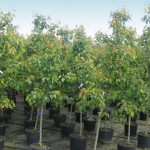 young trees in pots