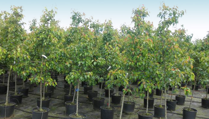 young trees in pots